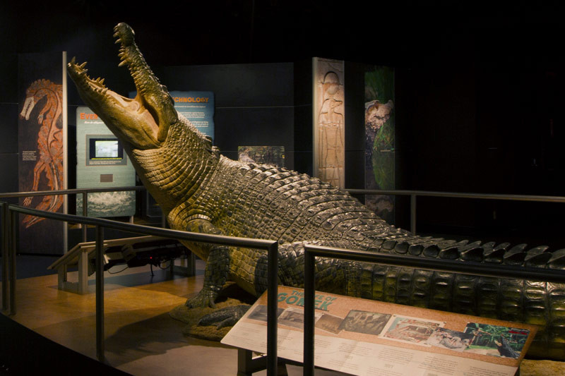 NEW CROCODILE EXHIBITION OPENS AT COSI